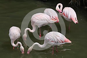 Greater Flamingo (Phoenicopterus roseus).