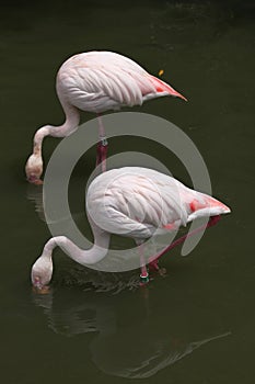 Greater Flamingo (Phoenicopterus roseus).