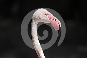 Greater flamingo (Phoenicopterus roseus).