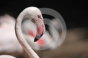 Greater flamingo (Phoenicopterus roseus).