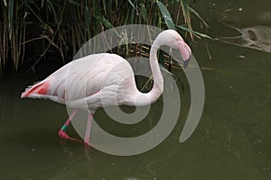 Greater Flamingo (Phoenicopterus roseus).