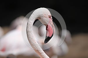 Greater flamingo (Phoenicopterus roseus).