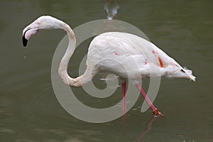 Greater flamingo (Phoenicopterus roseus).