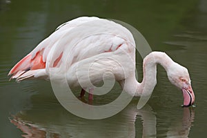 Greater flamingo Phoenicopterus roseus.