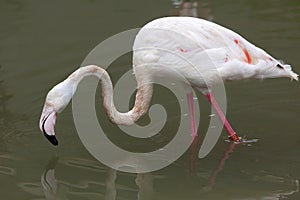 Greater flamingo Phoenicopterus roseus.