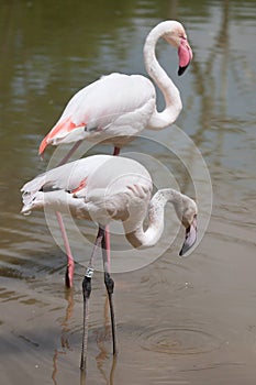 Greater flamingo Phoenicopterus roseus.