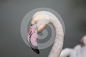 Greater flamingo Phoenicopterus roseus.