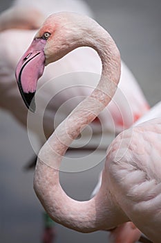Greater flamingo Phoenicopterus roseus.