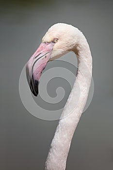 Greater flamingo Phoenicopterus roseus.