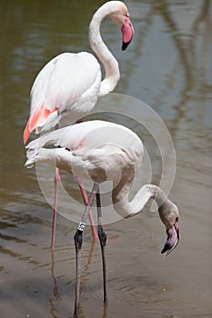 Greater flamingo Phoenicopterus roseus.