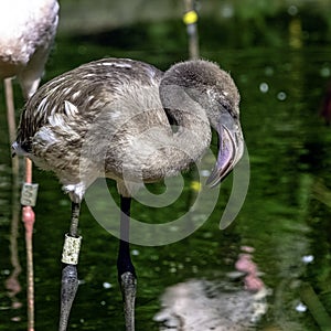 Greater flamingo / Phoenicopterus roseus baby