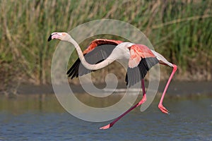 Greater flamingo in flight Phoenicopterus roseus, Camargue