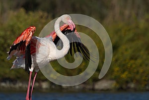 Greater flamingo, phoenicopterus roseus, Camargue