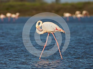 Greater Flamingo