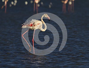 Greater flamingo, phoenicopterus roseus, in Camargue, France