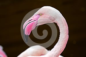 Greater flamingo, Phoenicopterus roseus. Close up detail of pink flamingo