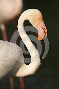 The greater flamingo (Phoenicopterus roseus) closeup