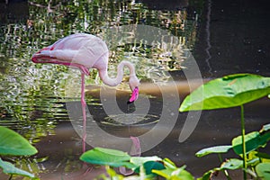 Greater flamingo (Phoenicopterus roseus) eating food from mud photo