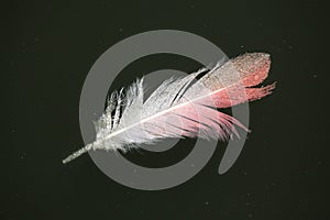 Greater flamingo (Phoenicopterus roseus) feather.