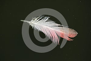 Greater flamingo (Phoenicopterus roseus) feather.