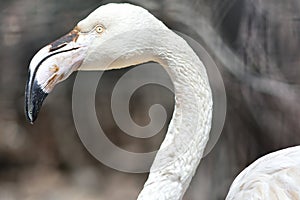 Greater flamingo (Phoenicopterus roseus) head and neck