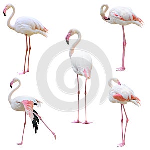 Greater flamingo Phoenicopterus roseus isolated photo