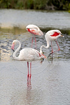 greater flamingo (Phoenicopterus roseus) in a lagoon with blurred background