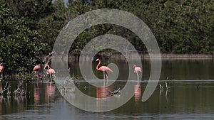 Greater flamingo Phoenicopterus roseus on the lake ornithological reserve Cuba