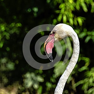 Greater flamingo / Phoenicopterus roseus is the most widespread and largest species of the flamingo family