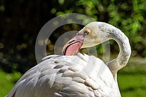 Greater flamingo / Phoenicopterus roseus is the most widespread and largest species of the flamingo family