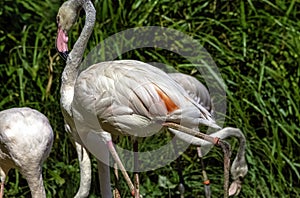 Greater flamingo / Phoenicopterus roseus is the most widespread and largest species of the flamingo family