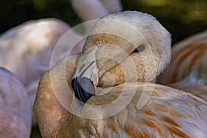 Greater flamingo / Phoenicopterus roseus is the most widespread and largest species of the flamingo family