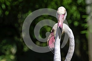 Greater flamingo / Phoenicopterus roseus is the most widespread and largest species of the flamingo family