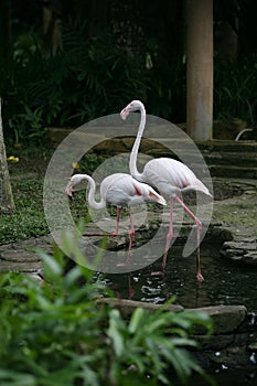 The greater flamingo Phoenicopterus roseus is the most widespread and largest species of the flamingo family on pond