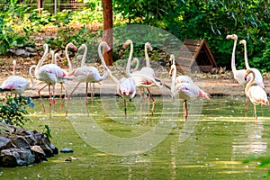 Greater flamingo Phoenicopterus roseus is most widespread species of the flamingo family