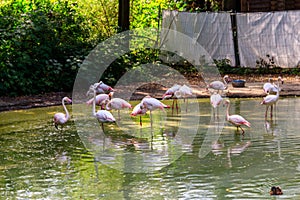 Greater flamingo Phoenicopterus roseus is most widespread species of the flamingo family