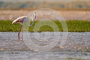 A greater flamingo phoenicopterus roseus standing in shallow waters in Isimangaliso Wetlands park
