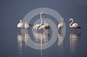 The greater flamingo, Phoenicopterus roseus standing in water with reflection at Bhigwan, Pune, Maharashtra, India