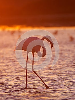 Greater Flamingo photo