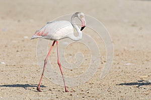 A greater flamingo Phoenicopterus roseus United Arab Emirates UAE