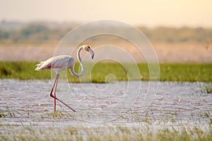 A greater flamingo phoenicopterus roseus, walking through shallow waters in Isimangaliso Wetlands park, St. photo