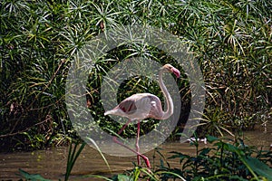 A Greater flamingo (Phoenicopterus roseus) walking through trees photo