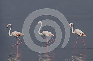 The greater flamingo, Phoenicopterus roseus, walking in water with reflection at Bhigwan, Pune, Maharashtra, India