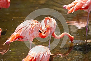 Greater Flamingo Phoenicopterus roseus on the wate