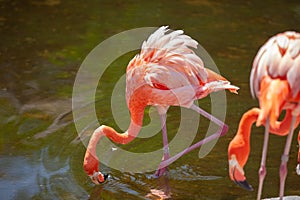 Greater Flamingo Phoenicopterus roseus on the wate