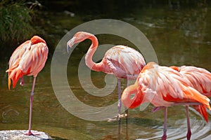 Greater Flamingo Phoenicopterus roseus on the wate