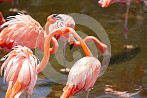 Greater Flamingo Phoenicopterus roseus on the wate