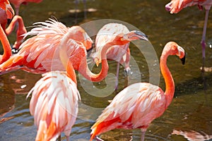 Greater Flamingo Phoenicopterus roseus on the wate