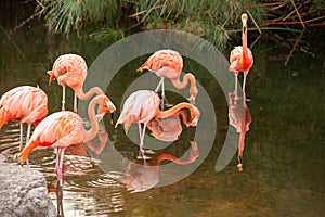 Greater Flamingo Phoenicopterus roseus on the wate