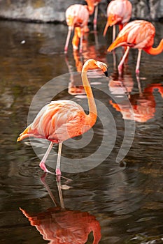 Greater Flamingo Phoenicopterus roseus on the wate